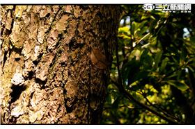 蝴蝶，黃郁棋攝