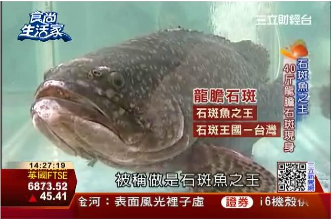 7年無毒養殖！大尾龍膽石斑給你釣