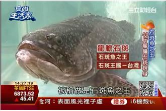 7年無毒養殖！大尾龍膽石斑給你釣