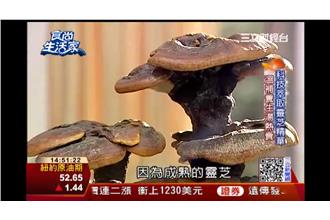 靈芝變時尚　科技萃取商機大！