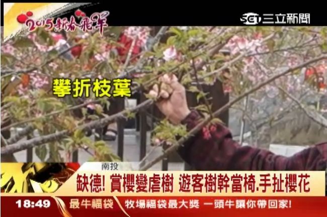賞櫻變虐樹　遊客樹幹當椅、手扯櫻花