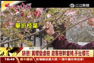 賞櫻變虐樹　遊客樹幹當椅、手扯櫻花