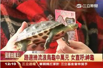 撿到烏龜不「槓龜」　女刮刮樂中萬元