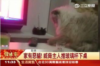 什麼叫無情！家有喵星人的人類才懂