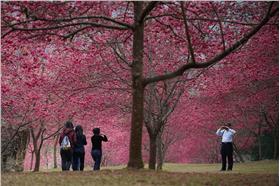九族文化村櫻花盛開。（圖／翻攝自九族文化村臉書）