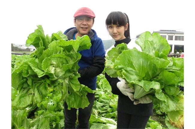 長知識～酸菜、福菜、長年菜都來自？