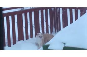 貓咪破雪牆　youtube