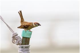 麻雀（圖／翻攝自Flickr 攝影：See-ming Lee）