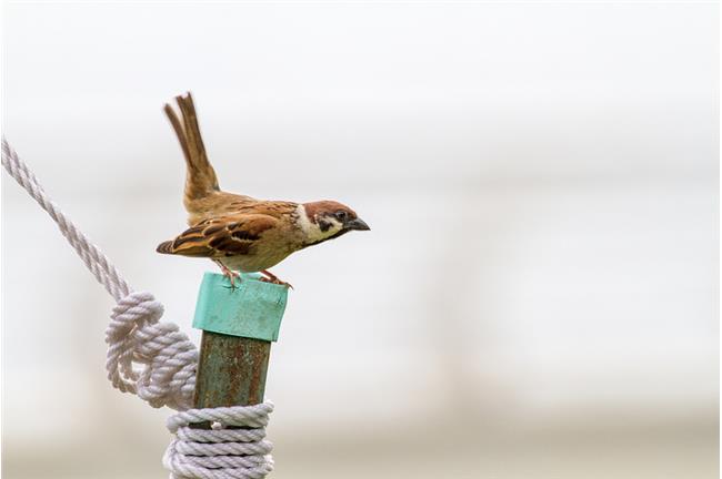 屁孩將麻雀綁鞭炮　稱：真實版憤怒鳥