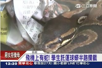 飛機上有蛇！學生託運球蟒遭半路攔截