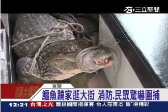 嚇！鱷魚翹家走春　年初五潛大排泡澡