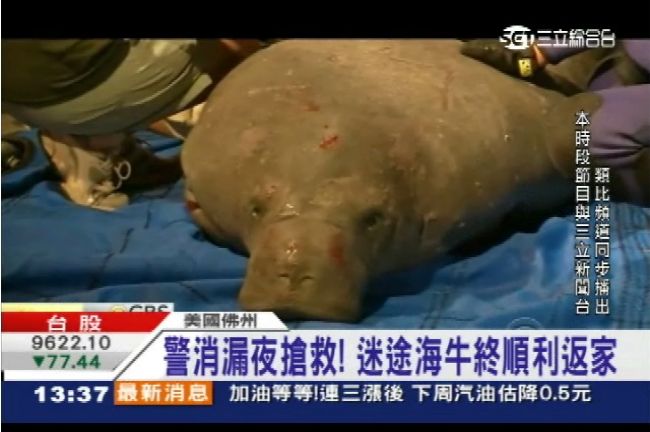 誤入歧途！排水管驚見19隻＿＿卡住