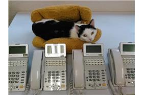 茂呂美耶-貓咖啡(名家)