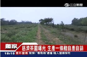 慈濟茶園賺1800