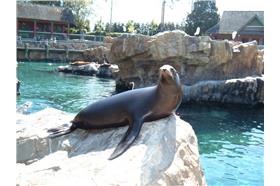 圖／海獅／取自Flickr-EvelynGiggles https://www.flickr.com/photos/evelynishere/3417551790/in/photolist-jXbmXR-oFA28p-oFPWtY-6cZR5J-8btgH-6cZRmW-8p9vai-r3azmF-oDPRBu-7okpH-bX7GHK-oHQ2Bx-7sMu1e-7t85cL-9omEh4-9opJ35-9opJm9-9opFFQ-9omFqc-9omFNi-8aQ4H-5rsmH7-5wLH53-5pAZAa-91m7zu-7H4sXt-92Bc5p-agCD51-8aQ4Q-fAULUu-8r4HkH-gJeAED-4ES2br-9opHNj-atbbbR-dRZegu-ddU3N9-7XjJkq-p2Q1xy-5YRUYV-55oYMi-7NnNqg-966mNM-2ttdC-esb4rA-96gHcw-4roJw-66cnP1-5aQEnF-6fbNPg/