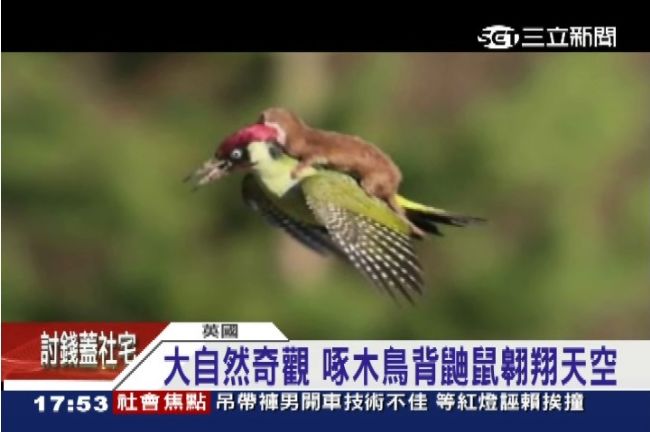 鳥兒與鼠兒的浪漫之旅？你被騙了