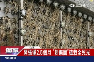 浪費公帑230萬！新樂園植栽全死光