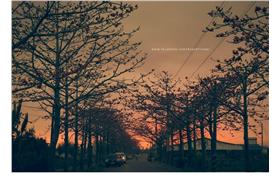 圖／取自木棉小讚,林初埤臉書　https://www.facebook.com/KapokFlower?fref=photo