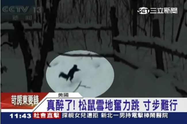 松鼠貪吃變醉漢　踉蹌摔倒原地打轉