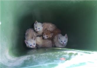 直播／垃圾桶5小貓　整理後迷翻網友