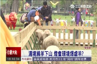 燈會現場爆虐羊？清境綿羊下山無人理