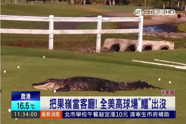 高球場巨鱷出沒　網友：是恐龍吧！