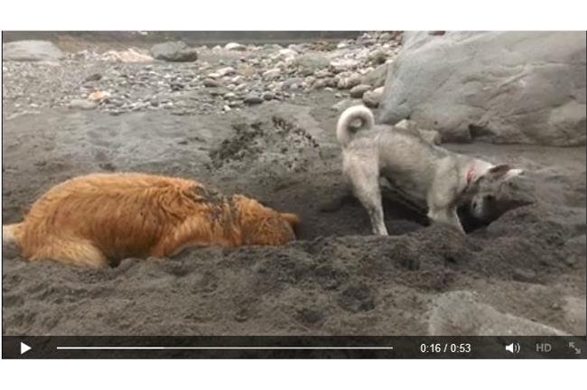 影／挖沙大對決！黃金獵犬委屈樣好萌