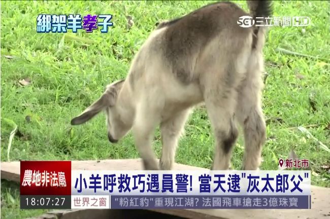 單親父盼兒快樂　綁架2隻羊作伴