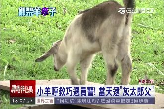 單親父盼兒快樂　綁架2隻羊作伴