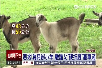 離譜父硬折羊咩咩的腳　塞進機車置物箱