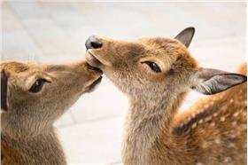 奈良的鹿(名家茂呂美耶)