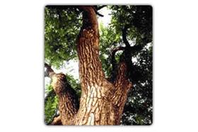 樟樹／翻攝自雲林縣政府官網