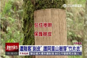 阿里山樹木被「竹片」包住原因竟是…