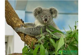 動物園,無尾熊,Coral（動物園官網）