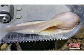 圖／翻攝自《中新網》