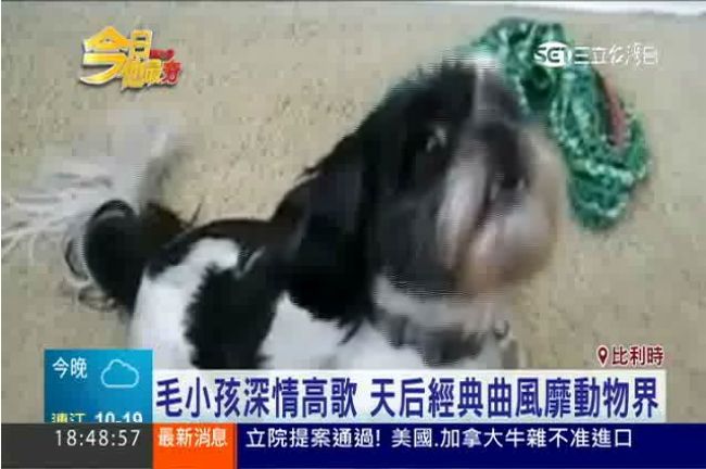 毛小孩登台深情高歌　全場為之驚艷！