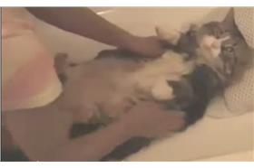 貓咪／臉書Jackson Galaxy(https://www.facebook.com/video.php?v=889630834409231)