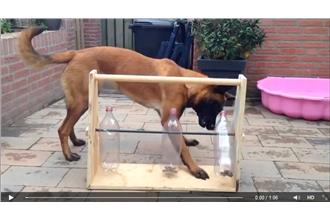 交給它！簡單手製玩具替你陪伴毛小孩