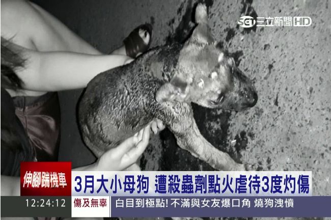 和女友吵架竟燒小狗！點火虐待燒到黑