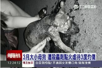 和女友吵架竟燒小狗！點火虐待燒到黑