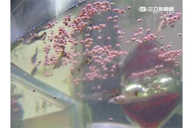 行政院的工作好涼～最累的是「餵魚」