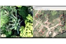 林務局證實木材推是香蕉樹／翻攝潘建志部落格