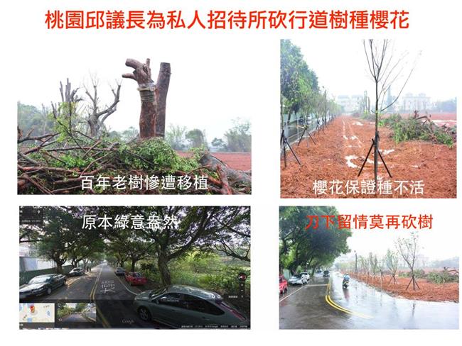 遭控亂砍路樹　桃議長：僅移植沒砍樹