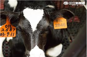 雲林,崙背,酪農,紙工廠（業配－雲林亮起來）