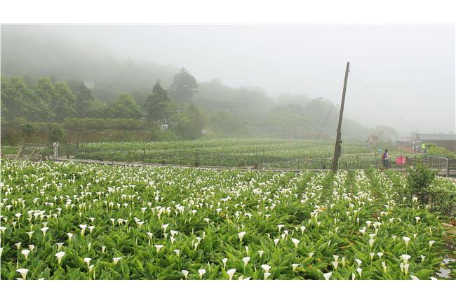 一起採花去吧！竹子湖海芋季登場了