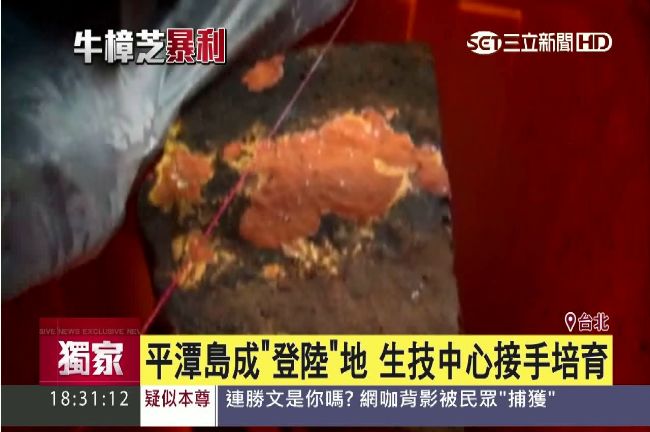 牛樟木淪生財工具　遭盜採走私中國