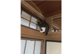 茂呂美耶-貓穿破紙門(名家)