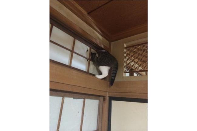 是誰穿破紙門！？抬頭驚見「萌兇手」