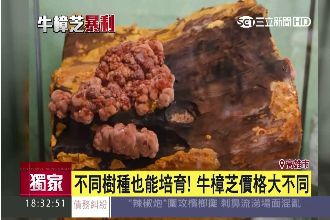 盜木培養珍貴牛樟芝　8兩價飆16萬