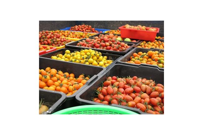用綠能源種菜！麥寮專屬「開心農場」